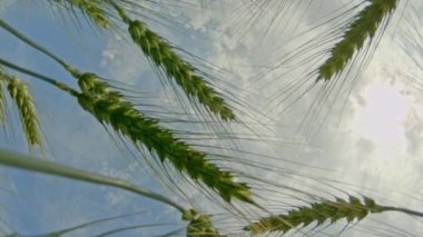 Close up of rye ears, field of rye in a summer day. Rye ears sway in the wind. Bottom up view. High quality FullHD footage