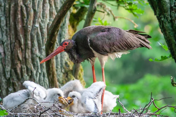 Black stork with babies in the nest. Wildlife scene from nature. Bird Black Stork with red bill, Ciconia nigra, sitting on the nest in the forest. Animal spring nesting behavior in the forest.