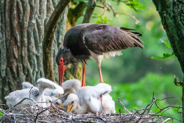 Black stork with babies in the nest. Wildlife scene from nature. Bird Black Stork with red bill, Ciconia nigra, sitting on the nest in the forest. Animal spring nesting behavior in the forest.