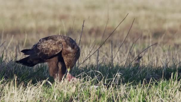 Vulturul Mai Puțin Reperat Aquila Pomarina Stând Pământ Dimineaţa Primăverii — Videoclip de stoc