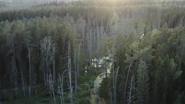 Вид Повітря Старий Бореальний Ліс Мертвими Деревами Бобрі Затоплений Сонячні — стокове відео