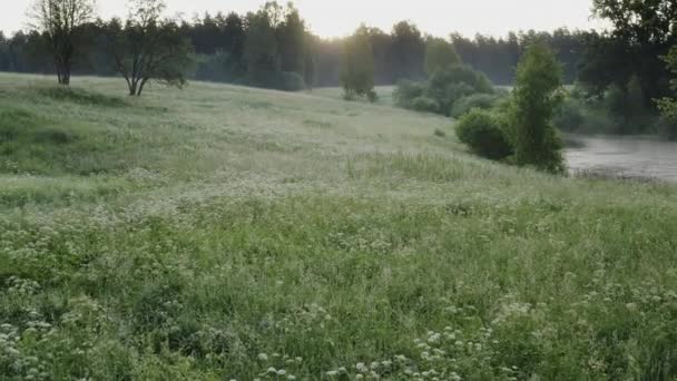 Квітучий Зелений Луг Білими Квітами Літній Ранок Туманом Сонцем Деякі — стокове відео