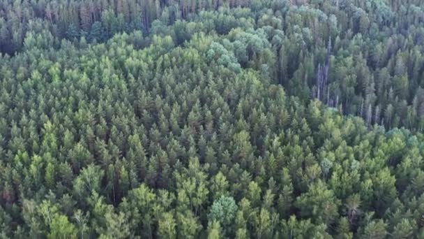 Повітряний Знімок Весняного Лісового Пейзажу Вид Зверху Дерева Дерева Листя — стокове відео