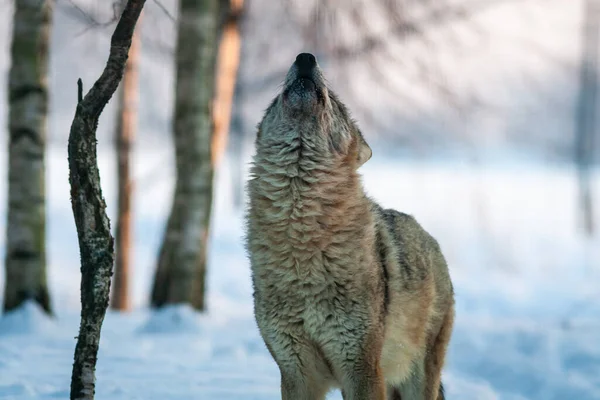 One wolf howls on an early winter morning. Grey Wolf Canis lupus in winter forest.