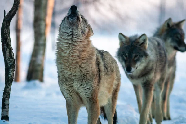 Howling Grey Wolf Canis lupus in winter forest. High quality photoOne wolf howls on an early winter morning. Grey Wolf Canis lupus in winter forest. The other wolf watches from behind.