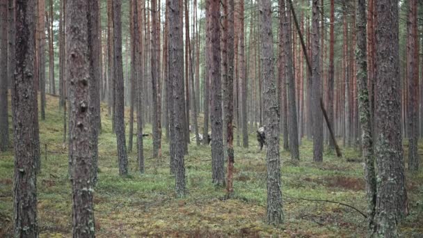 Soldados Nato Cavam Uma Trincheira Numa Floresta Pinheiros Preparar Para — Vídeo de Stock