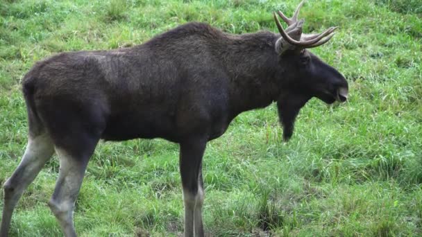 Close Bull Moose Elk Antlers Rut High Quality Footage — Stock videók