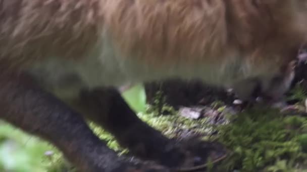 Red Fox Smells Ground Searching Food Climbs Stump Close Fox — Vídeo de Stock