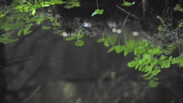 Green Leaves Reflecting Water Calm Water Forest High Quality Footage — Stockvideo