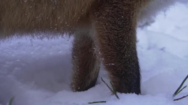 Red Fox Smells Ground Searching Food Winter Climbs Stump Close — Vídeo de Stock