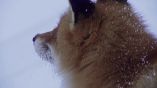 Wonderful Close Red Fox Portrait Winter Vulpes Vulpes Making Eye — Stock video