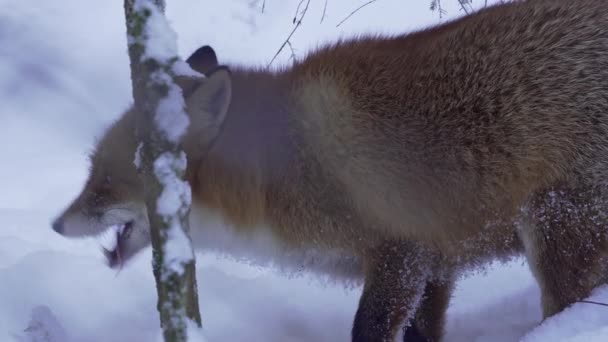 Red Fox Smells Snowy Ground Searching Food High Quality Footage — Video Stock