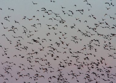 Red blue sky full of birds. Big flock of migratory birds is flying. High quality photo