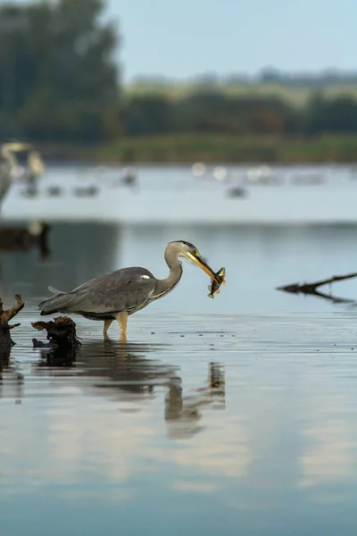 The grey heron, Ardea cinerea, has caught a fish. Grey heron with a fish. Bird in lake.
