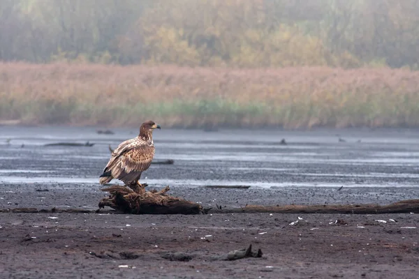 Белохвостый Орел Haliaeetus Albicilla Осенью Сидит Сухом Пруду Рыбой Тёмная — стоковое фото