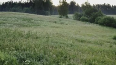 Blooming green meadow with white flowers, summer morning with mist and sun. Some trees in the meadow and forest in the background. Low drone flight. High quality 4k footage