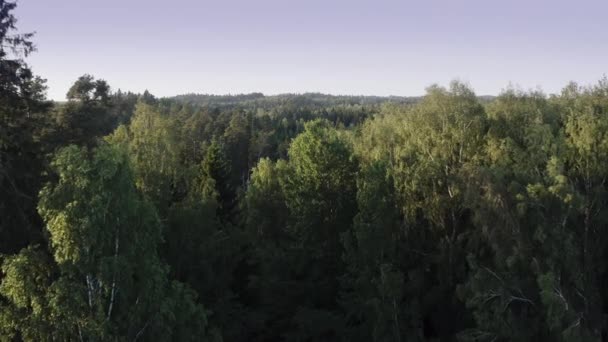 Вид Повітря Старий Бореальний Ліс Мертвими Деревами Бобрі Затоплений Сонячні — стокове відео