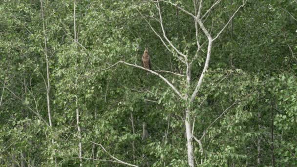 Estate Aquila Maculata Minore Siede Albero Caccia Vento Oscillare Gli — Video Stock