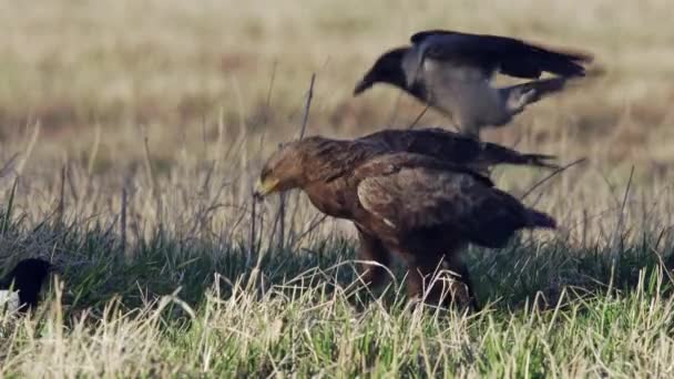 Águila Menos Manchada Aquila Pomarina Sentado Suelo Mañana Primavera Comiendo — Vídeo de stock