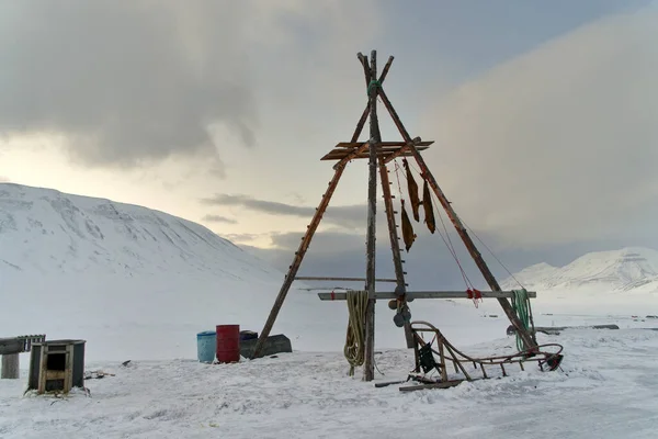 Dogs Food Dead Seals Arctic Base Camp Svalbard Dead Seal — 图库照片