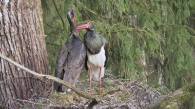 Baharda iki kara leylek, güneşli bir sabah, yuvada durur ve birbirlerine sevgiyi gösterirler. Yüksek kalite 4k görüntü
