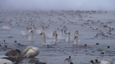 Mute swans Cygnus olor and mallards Anas platyrhynchos On a cold winter morning Floats in foggy water Flock of swans floating and sleeping in cold winter river. Birds are sorting and cleaning feathers