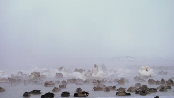 Холодну Зимову Пору Року Плаває Туманній Воді Зграя Лебедів Плаває — стокове відео