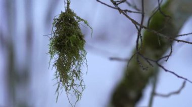 Pale green Witches Hair lichen hangs from the branches of a dead spruce tree. The lichen is moving the wind creating a spooky scene.