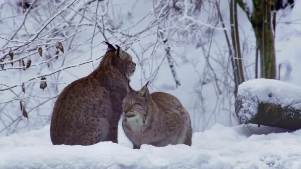 Δύο Ενήλικες Λύγκας Ένα Χιονισμένο Δάσος Του Χειμώνα Κάθεται Και — Αρχείο Βίντεο