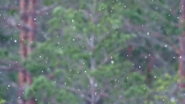 Маленькі Сніжинки Пурхають Повітрі Мухи Розмитий Фон Лісом Європейська Зима — стокове відео