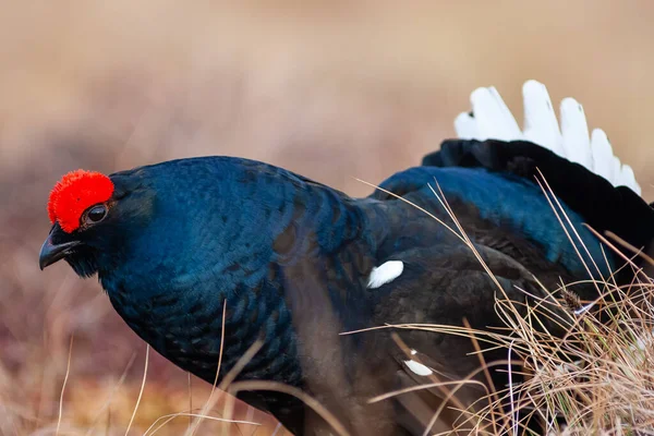 Black Grouse lek at sunrise. Close up. Black grouse Tetrao tetrix. Lyrurus tetrix early in the morning. Grouse in marshland. Spring mating season. Black bird with red crest. Male of grouse on the bog.