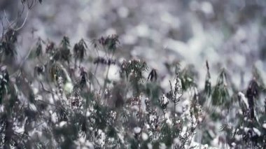 The first winter snow in the swamp. Snowing in the swamp. Snow covered bog plants close up. A blizzard in bog. Wind High quality 4k footage