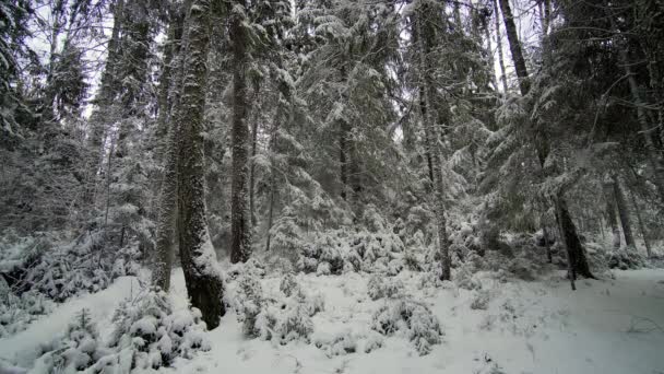 Winter Landscape Eurowinter Landscape Europe Snowy Forest Landscape Spruce Pine — Stockvideo