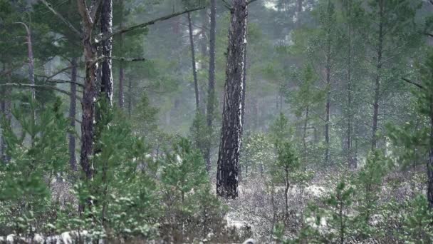 First Snow Winter Swampy Pine Forest Big Small Trees Snowy — Video Stock