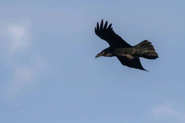 Common Raven Corvus Corax Open Wings Flying Blue Sky Black — Stock Fotó