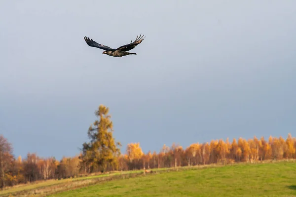 Raven Flight Autumn Landscape Common Raven Corvus Corax Open Wings — Foto Stock
