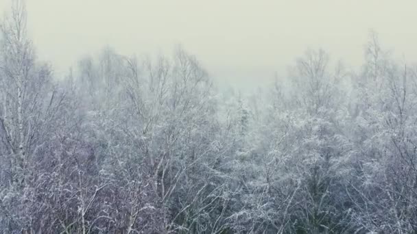 Вид Повітря Зимовий Ліс Снігом Сніг Вкривав Дерева Політ Над — стокове відео