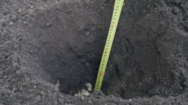 Gardening, Measuring bed depth with a ruler. Black earth and green plants. Slow motion. High quality FullHD footage