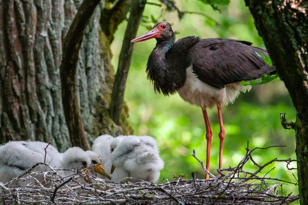 Black stork with babies in the nest. Wildlife scene from nature. Bird Black Stork with red bill, Ciconia nigra, sitting on the nest in the forest. Animal spring nesting behavior in the forest.