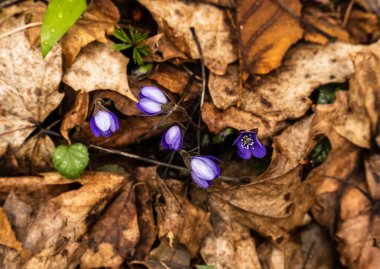 Blue anemones. Surrounded by brown leaves. Early spring landscape.View from top to bottom. High quality photo