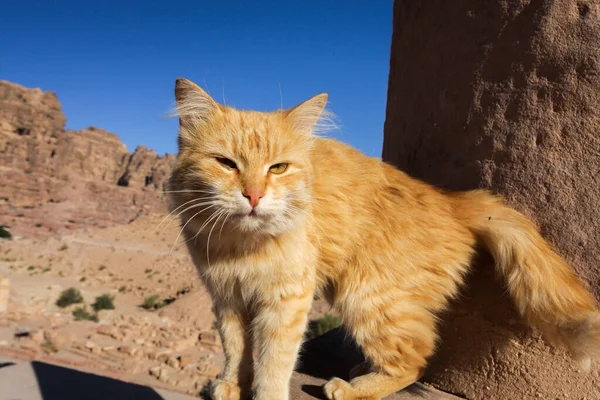 Red cat with open mouth in Petra, Jordan. Cat, antique columns and blue sky. High quality photo