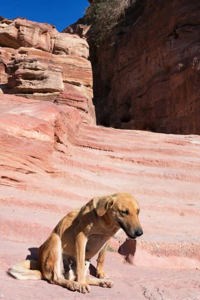 Red homeless in Petra, Jordan. Dog, antique columns and blue sky. High quality photo