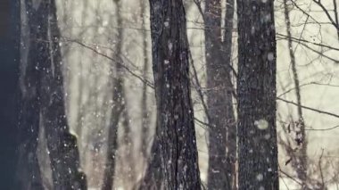 Golden snow falls on a cold winter morning. The sun shines between the trees. in the deep forest. 4k video.