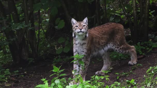 Eurasian Lynx Natural Environment Lynx Lynx Stands Forest Walking Away — Vídeo de Stock