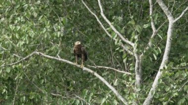 In summer, the lesser spotted eagle sits in a tree and hunts. The bird flies away. The wind swings the trees and green leaves. High quality 4k footage