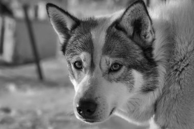 Kızak Köpek Barınağı. Köpek kulübesi köpeklerle dolu. Longyearbyen 'in dışında, Alaska Husky ile Svalbard' da, kızak köpeği, karanlık kış sezonunda mavi ışığıyla. Siyah beyaz fotoğraf.