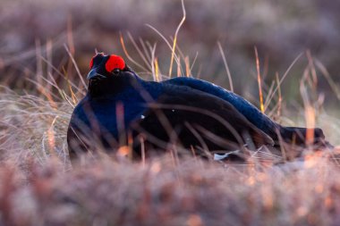 Güneş doğarken kara çim leki. Portre 'yi kapat. Siyah orman tavuğu tetrao tetrix. Lyrurus tetrix sabahın erken saatlerinde. Geyik bataklıkta. Doğada bahar çiftleşme mevsimi. 