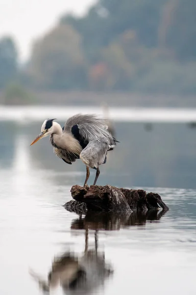 Grey Heron, Ardea cinerea, fishing in calm water. Bird standing in big pond, with reflection. High quality photo