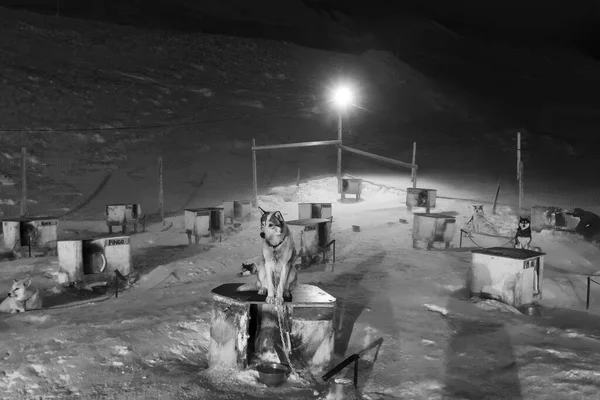 Kızak Köpek Barınağı. Svalbard 'da Longyear' ın dışında Alaska Husky ile birlikte mavi ışıklarıyla karanlık kış mevsiminde köpek kulübeleriyle dolu bir kulübe. Siyah beyaz fotoğraf.