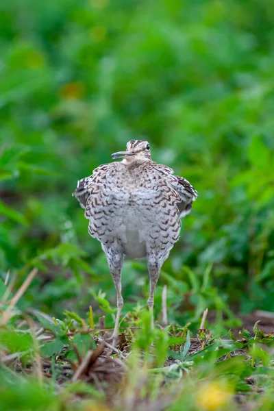 Great Snipe Gallinago Media Mating Period Male Dancing Spring — Stock Photo, Image